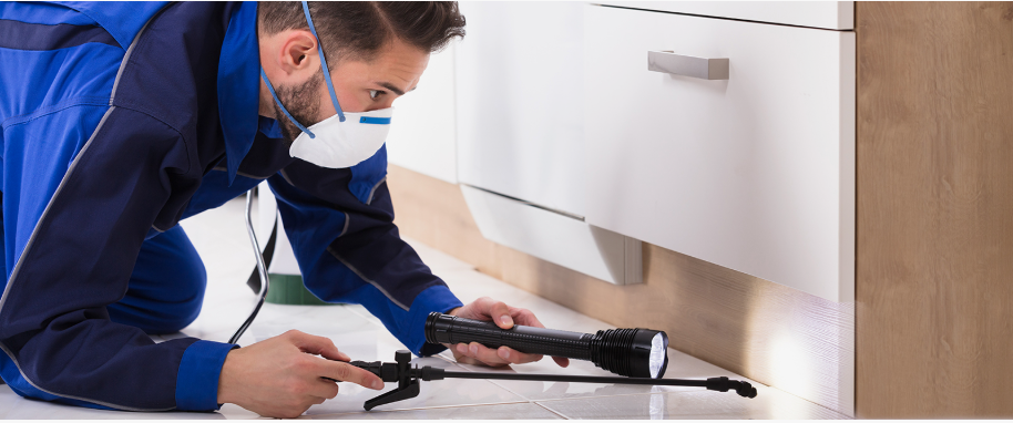 Stephenville pest xpert removal